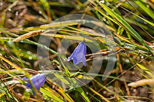 Blue harebell flower
