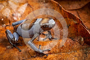 Blue Harlequin poison dart frog, Oophaga histrionica photo