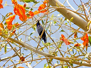 Blue harming bird