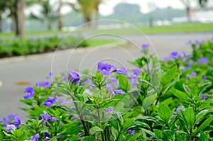 Blue Hawaii flower (Otacanthus coeruleus)