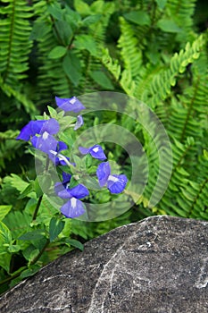 The blue hawaii flower in park.