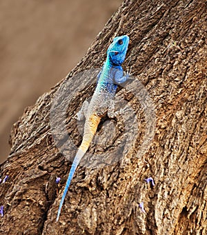 Blue Head Agama lizard