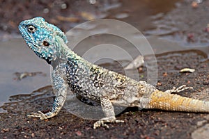 Blue Head Agama lizard