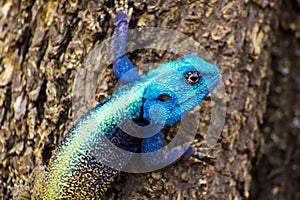 Blue head agama lizard