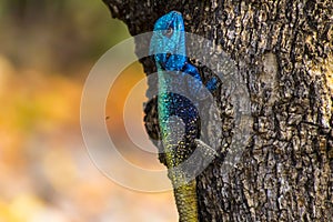 Blue head agama lizard