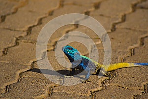 Blue Head Agama Lizard