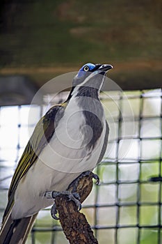 Blue Head Bird Right