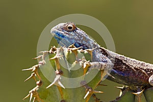 Blue head lizard cactus