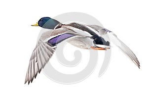 Blue head mallard duck drake on white in flight