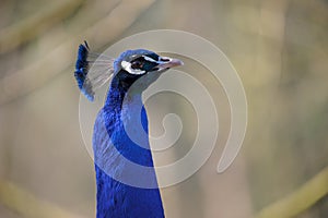 Blue head of peacock