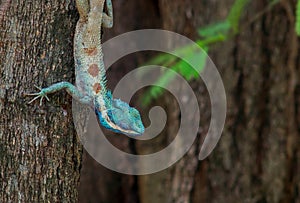 Blue head tree lizard