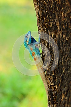 Blue head tree lizard