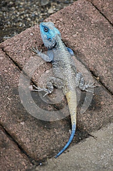 Blue headed Agama (koggelmander)