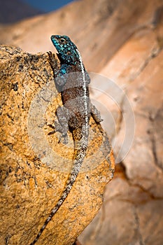 Blue Headed Agama Lizard