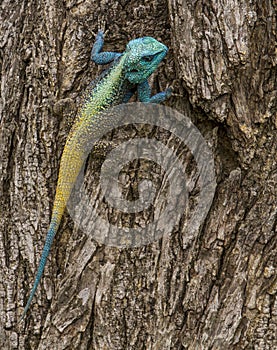 Blue Headed Agama Lizard
