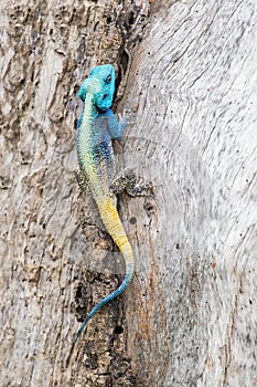 Blue headed agama lizard sitting on side of a tree baking in the
