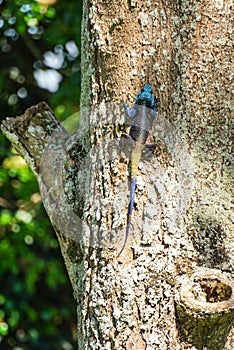Blue Headed Agama Lizard in Uganda