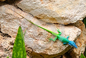 Blue headed anole lizard