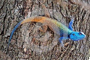 Blue headed Lizard