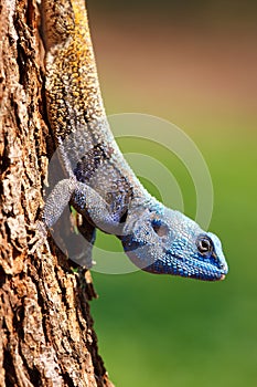 Blue Headed Lizard