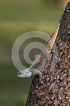 Blue Headed Lizard