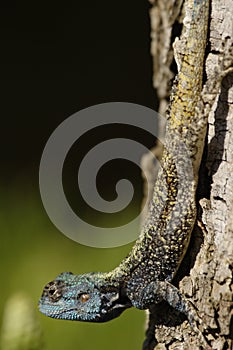 Blue headed lizard