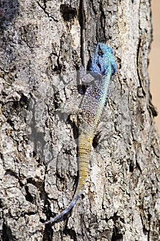 Blue headed lizard in tree