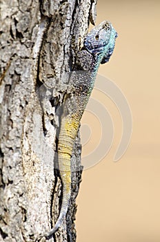 Blue headed lizard