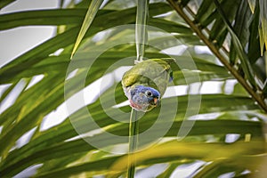 Blue-headed parrot (Pionus menstruus) hanging upside down on palm leaf, leaves in background, Manizales, Colombia