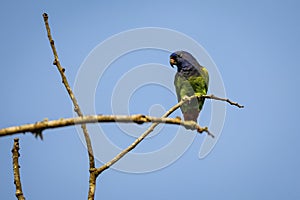 Blue-headed Parrot (Pionus menstruus) perching on a branch, Chapada dos Guimaraes, Brazil