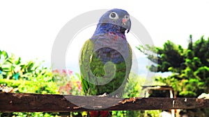 BLUE-HEADED PARROT STANDING ON A STICK