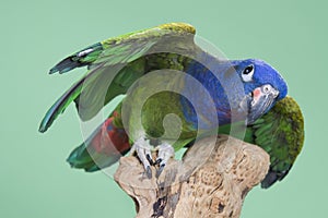 Blue Headed Pionus