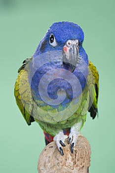 Blue Headed Pionus