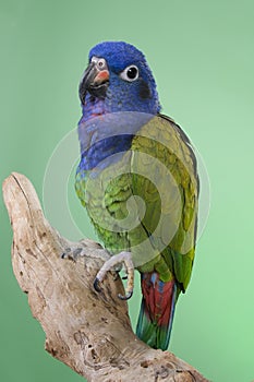 Blue Headed Pionus