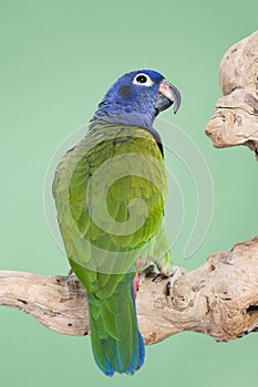 Blue-headed Pionus