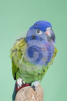 Blue Headed Pionus