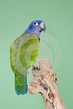 Blue Headed Pionus