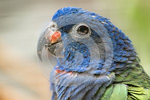 Blue-headed Pionus