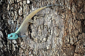 Blue Headed Tree Agama (Acanthocercus Atricollis)