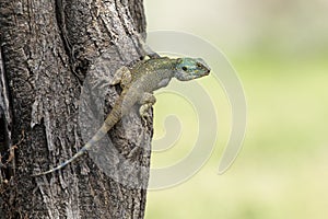 Blue Headed Tree Agama, Tanzania