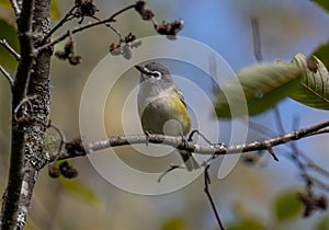 Blue-headed Vireo in a Forest