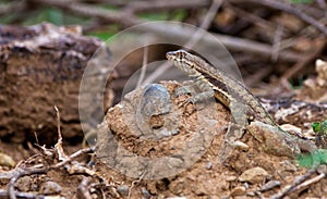 Blue-headed Whiptail Lizard