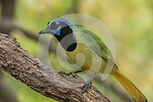 Blue-headed, yellow Inca jay bird (Cyanocorax yncas) resting on a branch of a tree photo