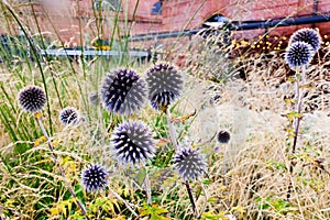 Blue heads of great globe thistle. Echinops sphaerocephalus, glandular globe-thistle, pale globe-thistle