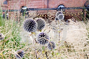 Blue heads of great globe thistle. Echinops sphaerocephalus, glandular globe-thistle, pale globe-thistle