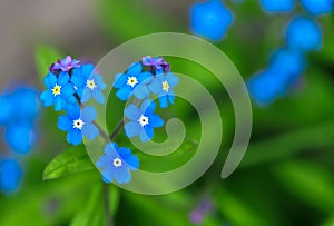 blue heart-shaped forget-me-nots on green grass with copy space