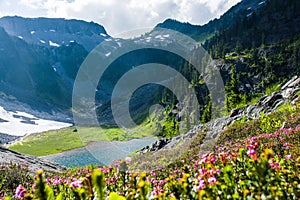 Blue heath flowers with the mountains and Austin Pass Lake