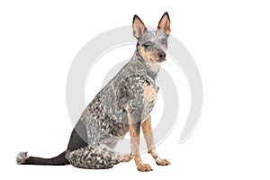 Blue Heeler