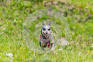 Blue Heeler