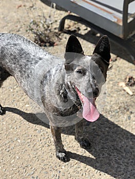 Blue heeler Australian cattle dog